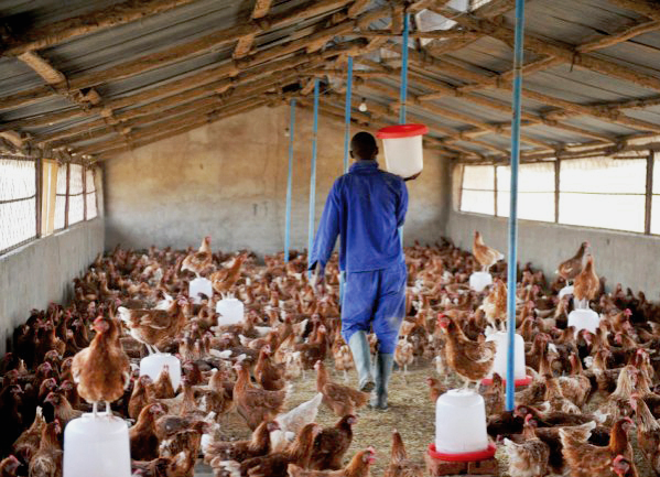 Prices of Poultry products set to go up