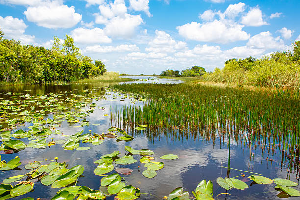 Protect the Wetlands Day