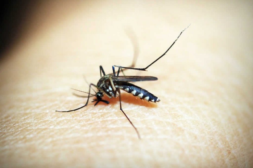 GHS and health partners call for heightened public awareness on Dengue Fever