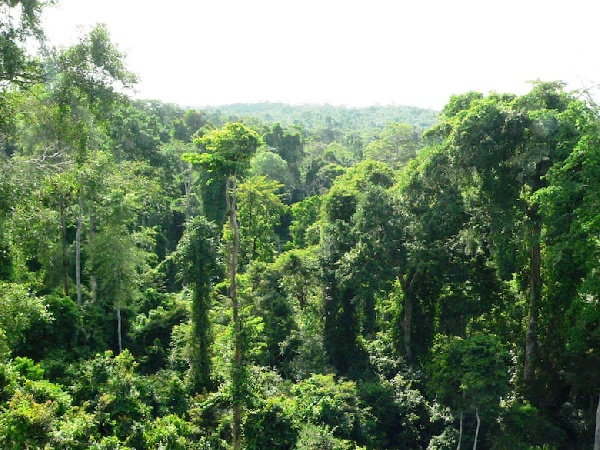 Preserve integrity of entirety of Achimota Forest Reserve