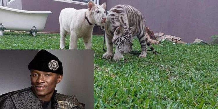 Two tigers belonging to businessman Nana Kwame Bediako alias Freedom Jacob Caesar are to be relocated from the Wonda World Estates, Avenue Lincoln, the Ghana Police Service has said.