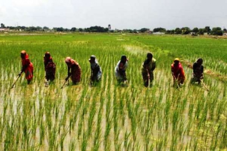 rice farmers