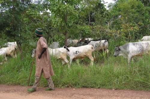 Herdsmen cause havoc on farmlands at Amankwakrom