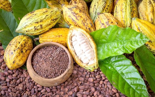 cocoa price