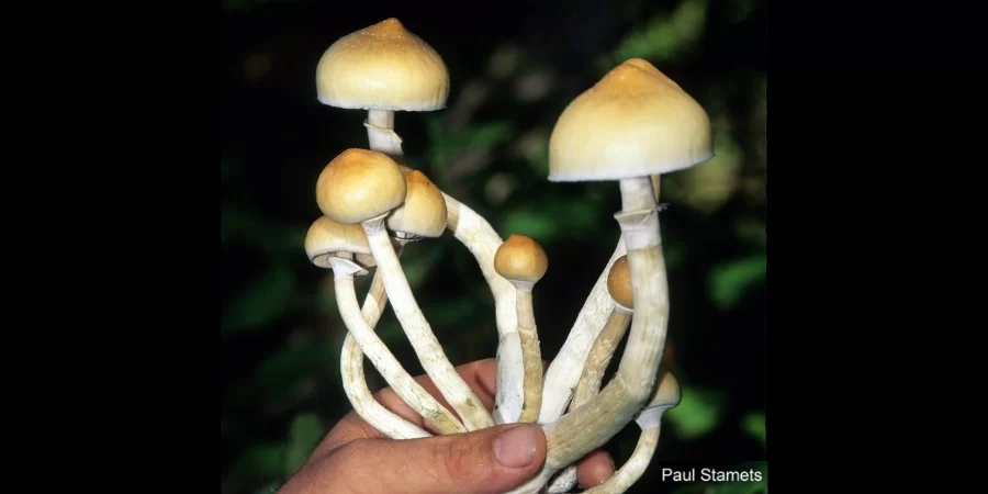 Magic-mushroom drug can treat severe depression, trial suggests