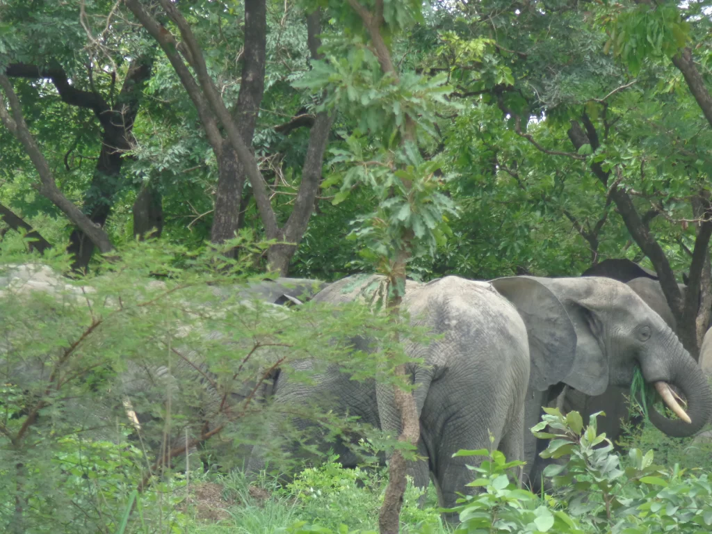 Elephants