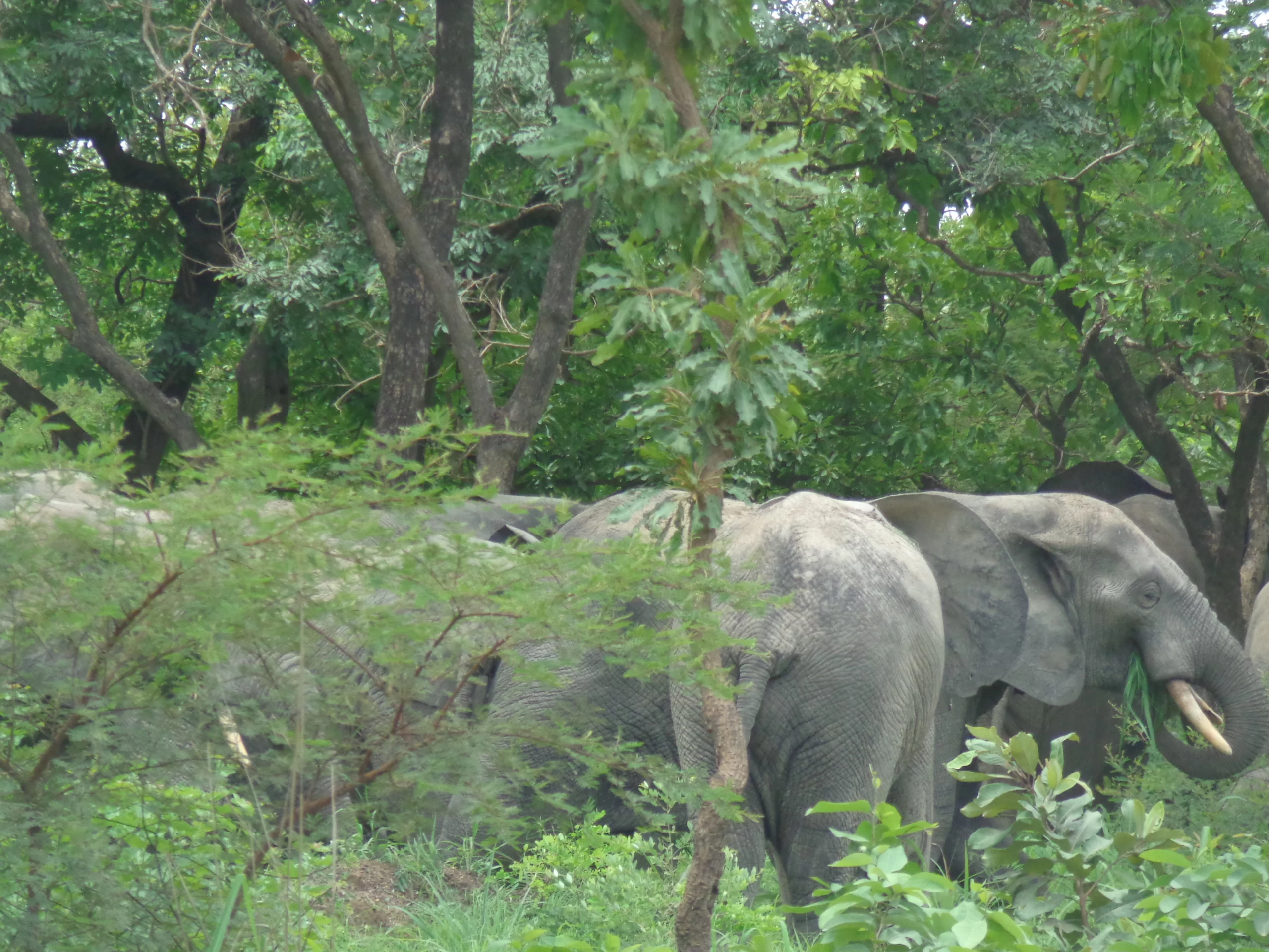 Elephants