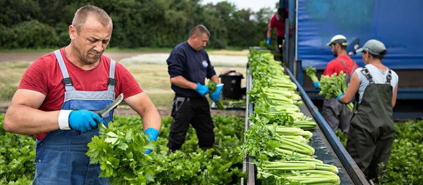 Danish Food Production and Agriculture, Inspiring solutions in Africa 