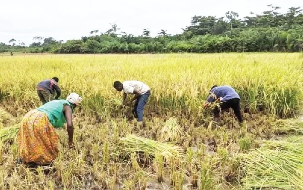 Tamale: US Government supports Agricultural Biotechnology in Ghana