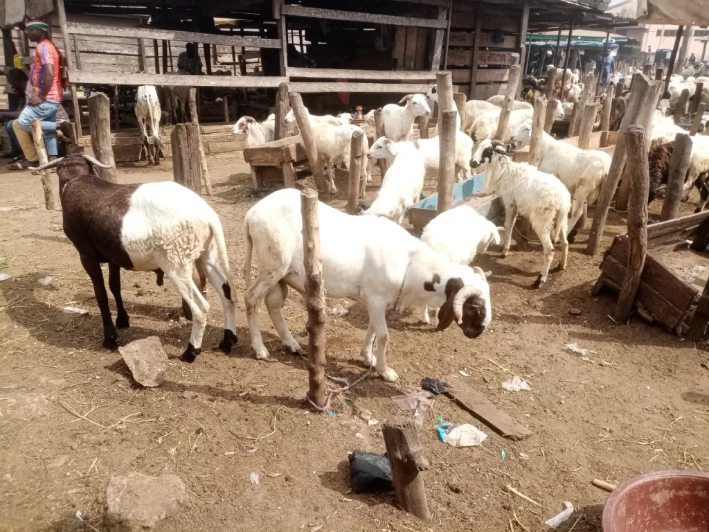 Livestock market in Ashaiman ready for Christmas