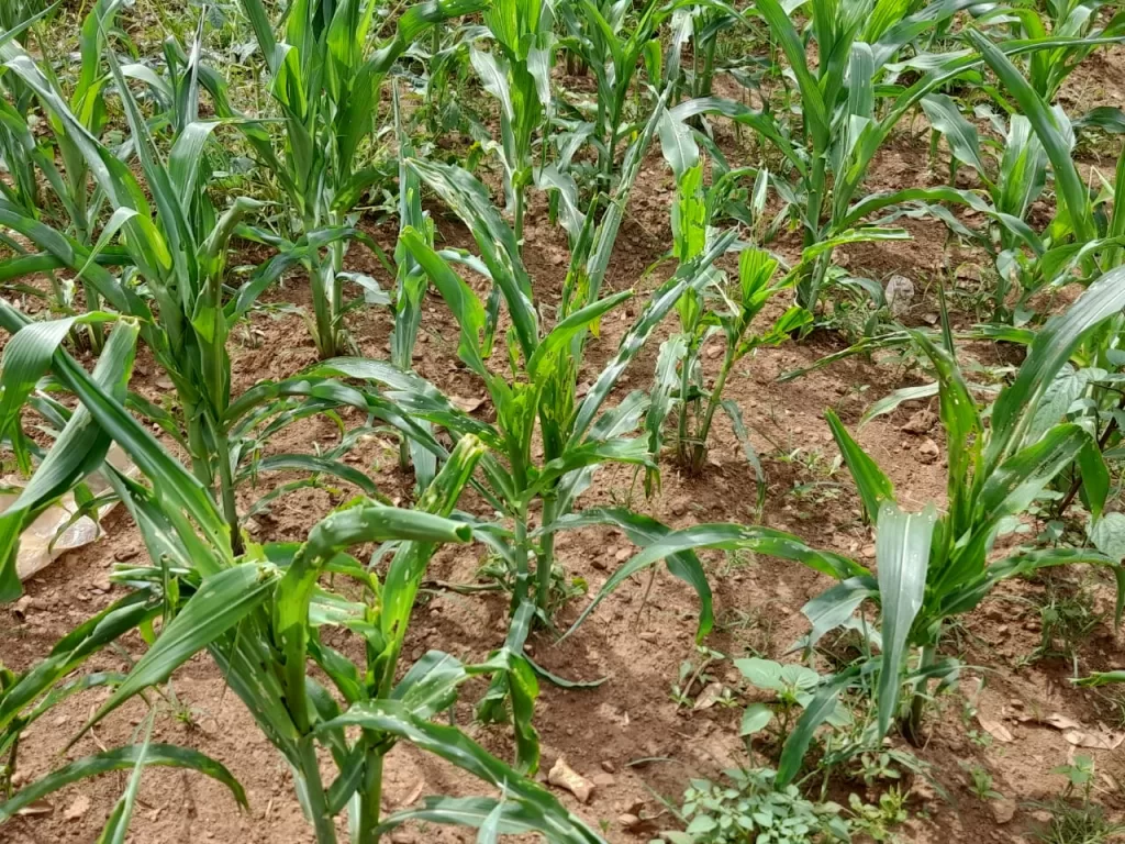 Armyworms invade farms at Nabdam 