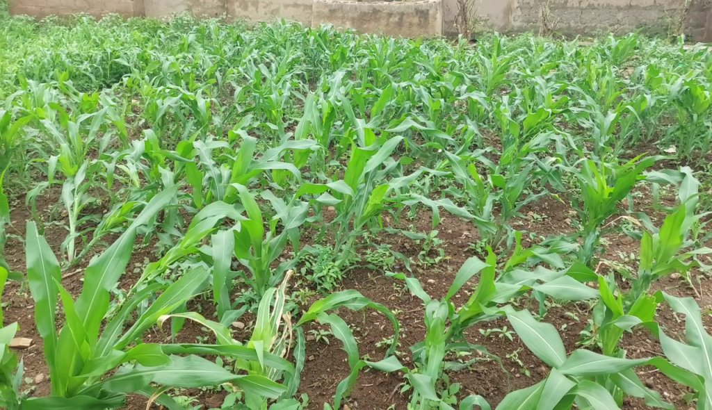 armyworms