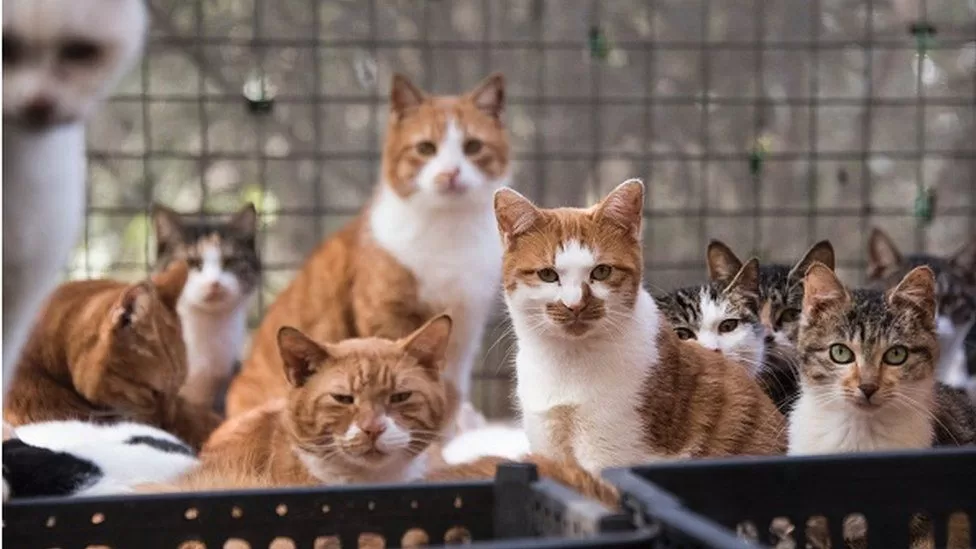 Cats rescued from slaughter for meat in China