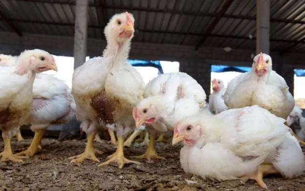 Bird flu outbreak declared in Niger capital