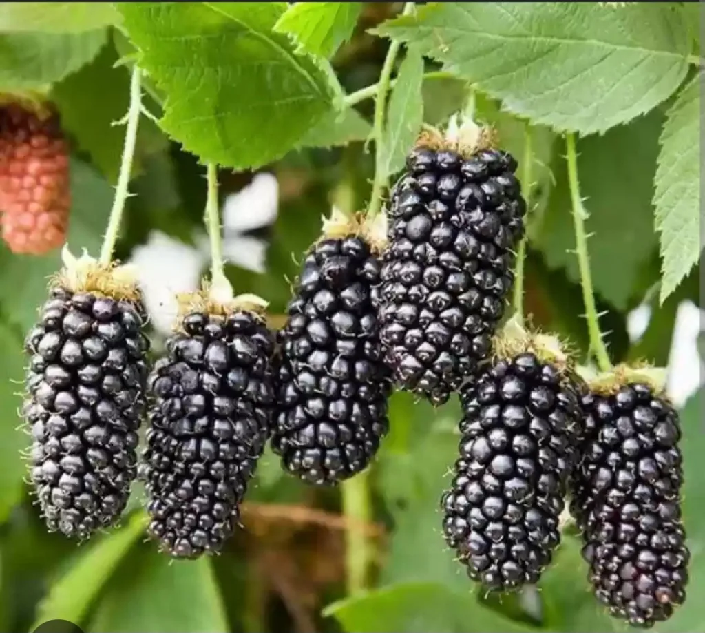 Regular eating of blackberries may boost brain health- Nutritionist