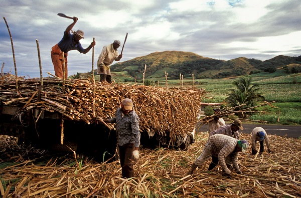 Sugarcane Farmers in Central Region unhappy about lack of market opportunities