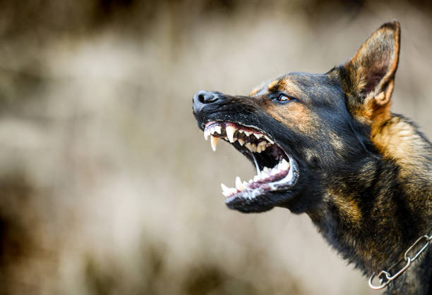 KONGO (UER): How a young woman ‘barked’ to death after being bitten by dog