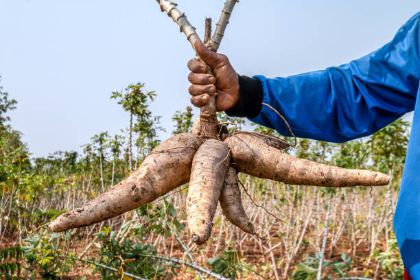 Volta Regional House of Chiefs targets cassava farming to rival gold in region's economic development