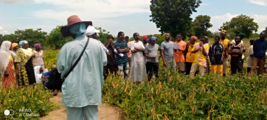 CSIR-SARI introduces PBR cowpea to farmers in Wa